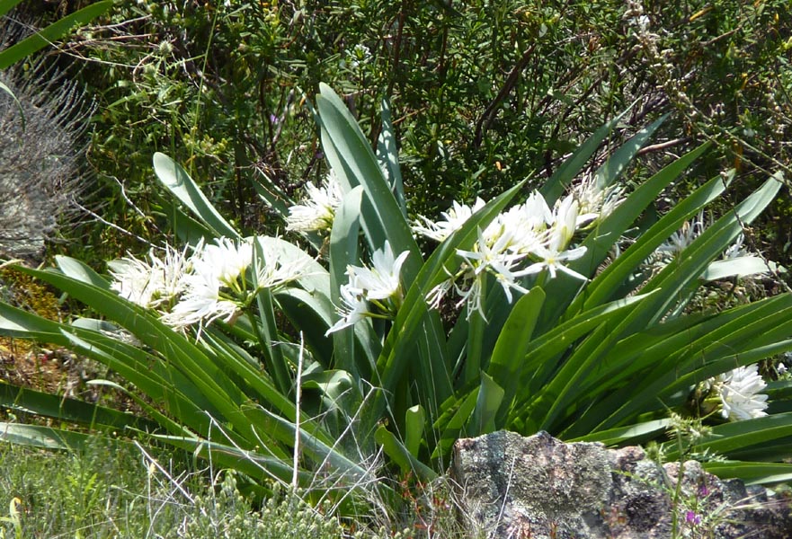 Pancratium illyricum photo